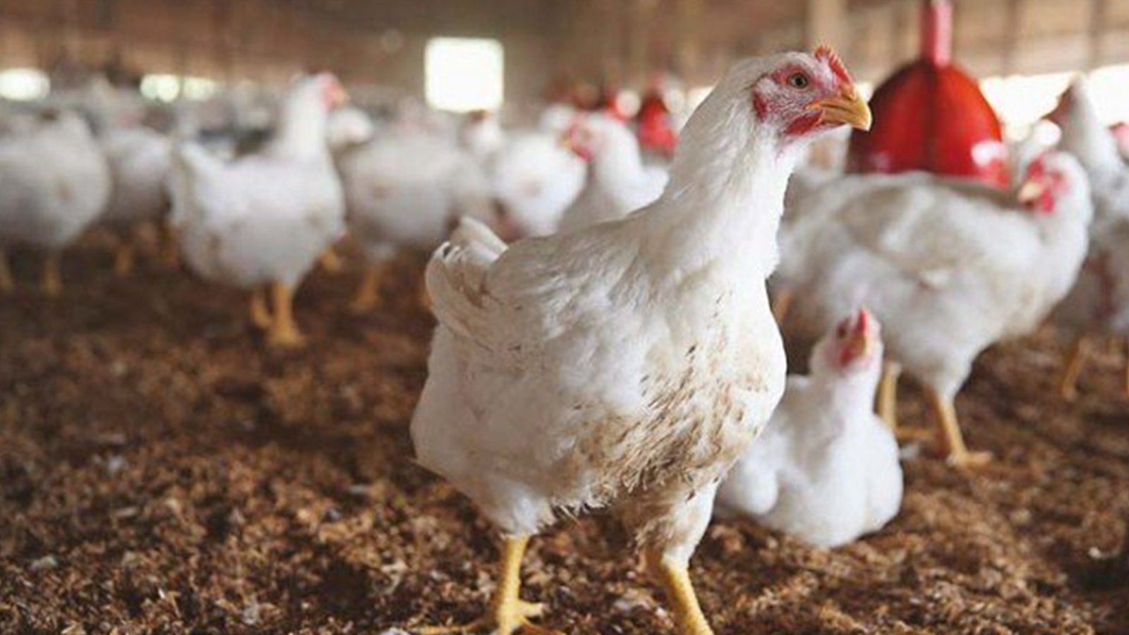 مرغی کا گوشت ملک میں 850 سے بڑھ کر 950 روپے فی کلو تک پہنچ گیا