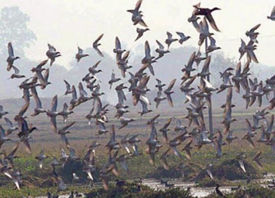 BIRDS