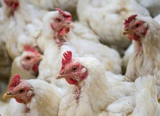 Broiler chicken مرغی کا گوشت