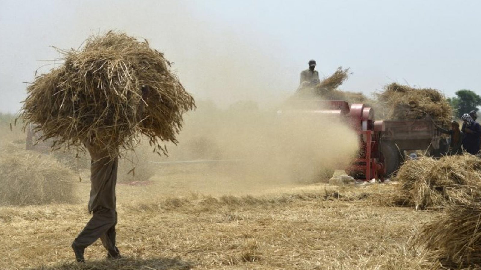 آئندہ سال گندم کی فصل کاشت نہیں کریں گے، کسان