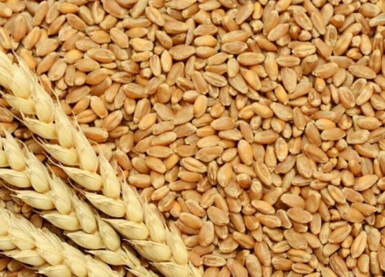 wheat گندم اور آٹے