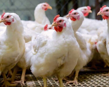 عوام کیلئے بری خبر، چکن کی قیمت میں ہوشربا اضافہ