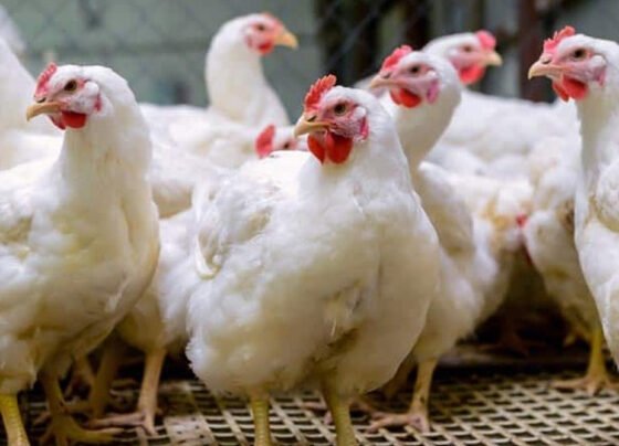 Chicken price