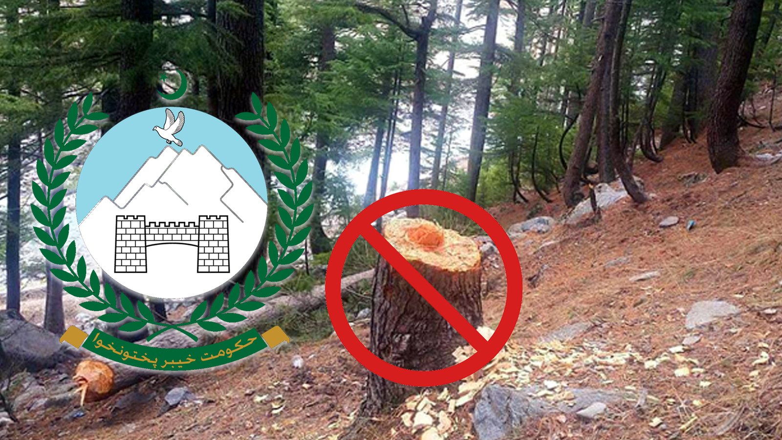خیبرپختونخوا میں جنگلات کی کٹائی پر مکمل پابندی عائد
