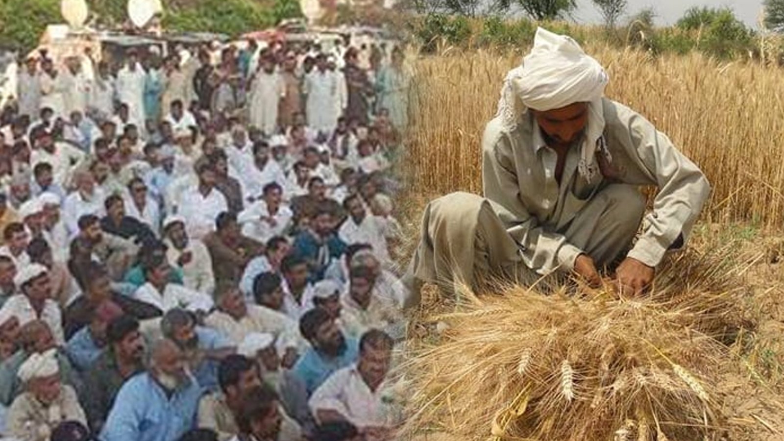 کسان مہنگی کھاد، بجلی ریٹس اور گندم کے بعد چاول کے ہائبرڈ بیج کے معاملے پر باہر آگئے
