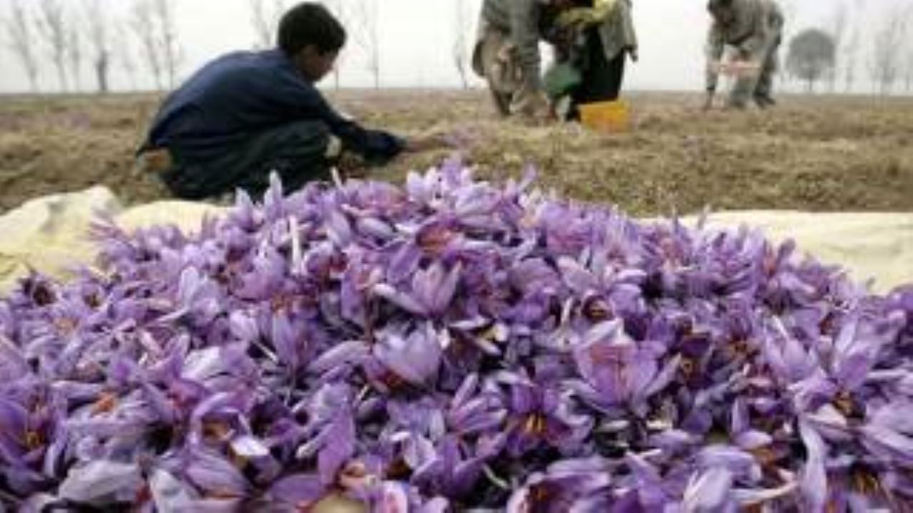 خیبر پختونخوا میں زعفران کی کاشت سے متعلق منصوبہ کرپشن کی نذر