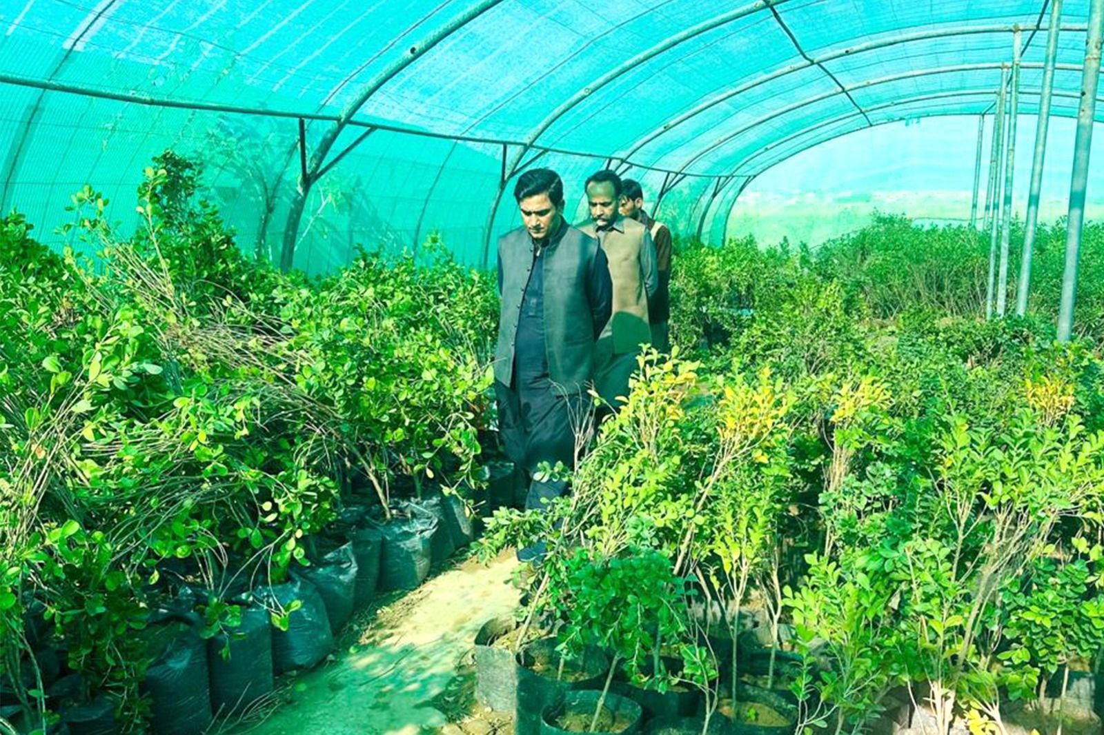 گورکھپور نرسری کا راولپنڈی میں شجرکاری اہداف حاصل کرنے میں کلیدی کردار