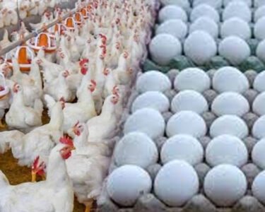 مرغی کا گوشت سستا، انڈے مہنگے