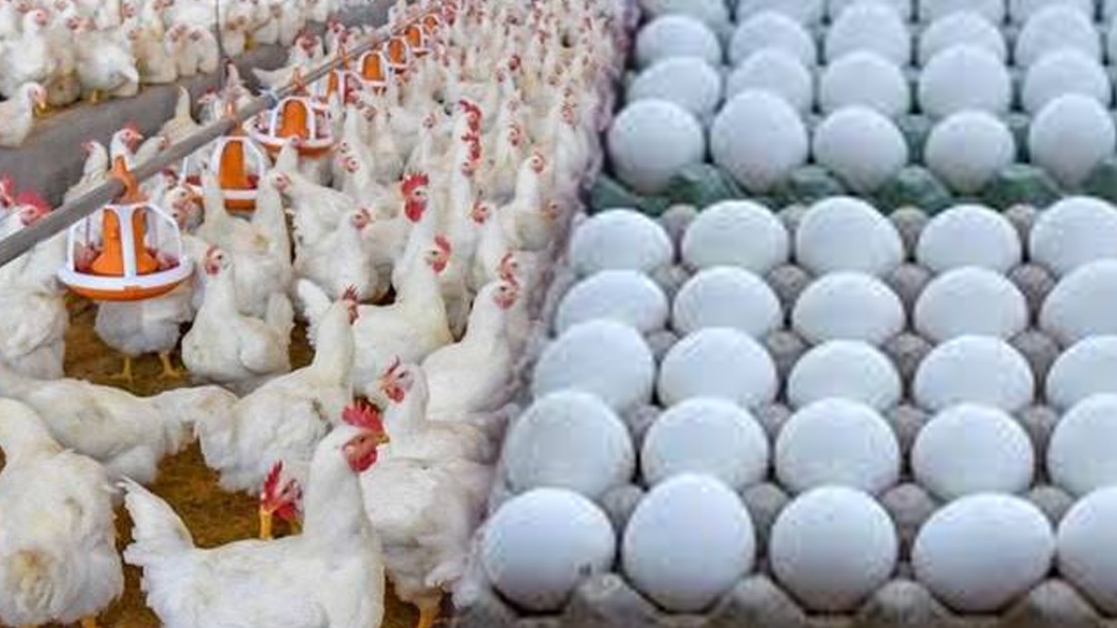 لاہور اورملتان میں مرغی کے گوشت اور انڈوں کی قیمتیں بڑھ گئیں