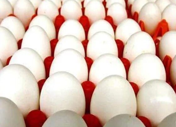 انڈوں کی قیمت