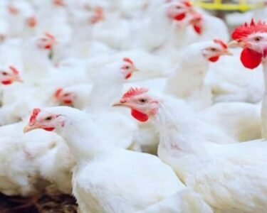 برائلر گوشت کی قیمت میں ہوشربا اضافہ 