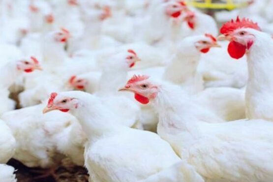 برائلر گوشت کی قیمت میں ہوشربا اضافہ 