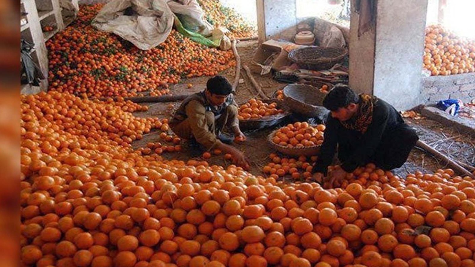 موسمیاتی تبدیلی کے باعث کینوکی پیداوار بحران کا شکار: پیداوار اور برآمدات میں مسلسل کمی