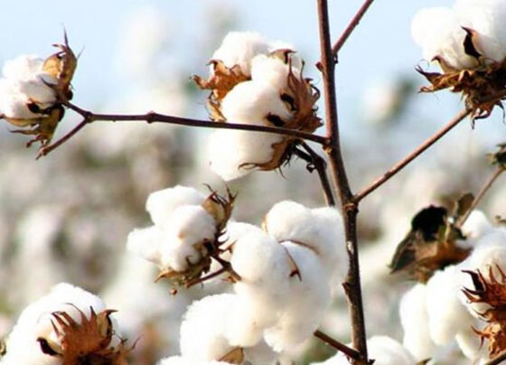 روئی کی قیمت