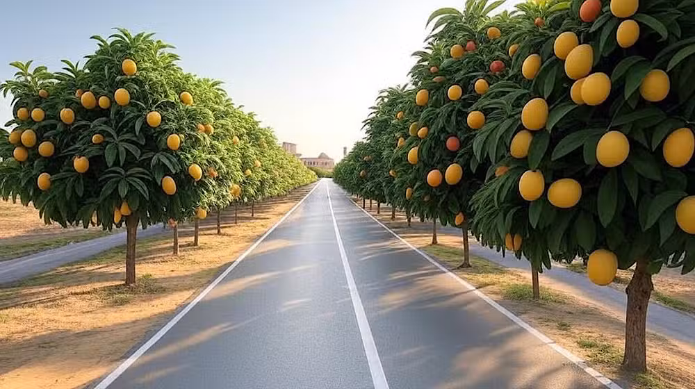 موٹر ویز اور ہائی ویز کے کنارے پھلدار درخت لگانے کا منصوبہ