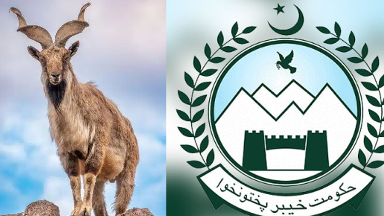 خیبر پختونخوا میں مقامی شکاریوں کو مارخور کے شکار کی اجازت: نایاب نسل کا تحفظ یا تجارت؟