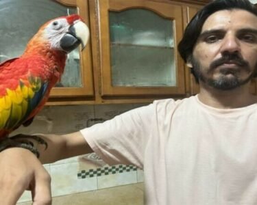 صحافی کو طوطے بیچنے پر پرندہ فروشوں کے بینک اکاؤنٹس منجمد!پسِ پردہ کہانی کیا ؟