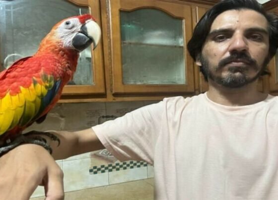 صحافی کو طوطے بیچنے پر پرندہ فروشوں کے بینک اکاؤنٹس منجمد!پسِ پردہ کہانی کیا ؟