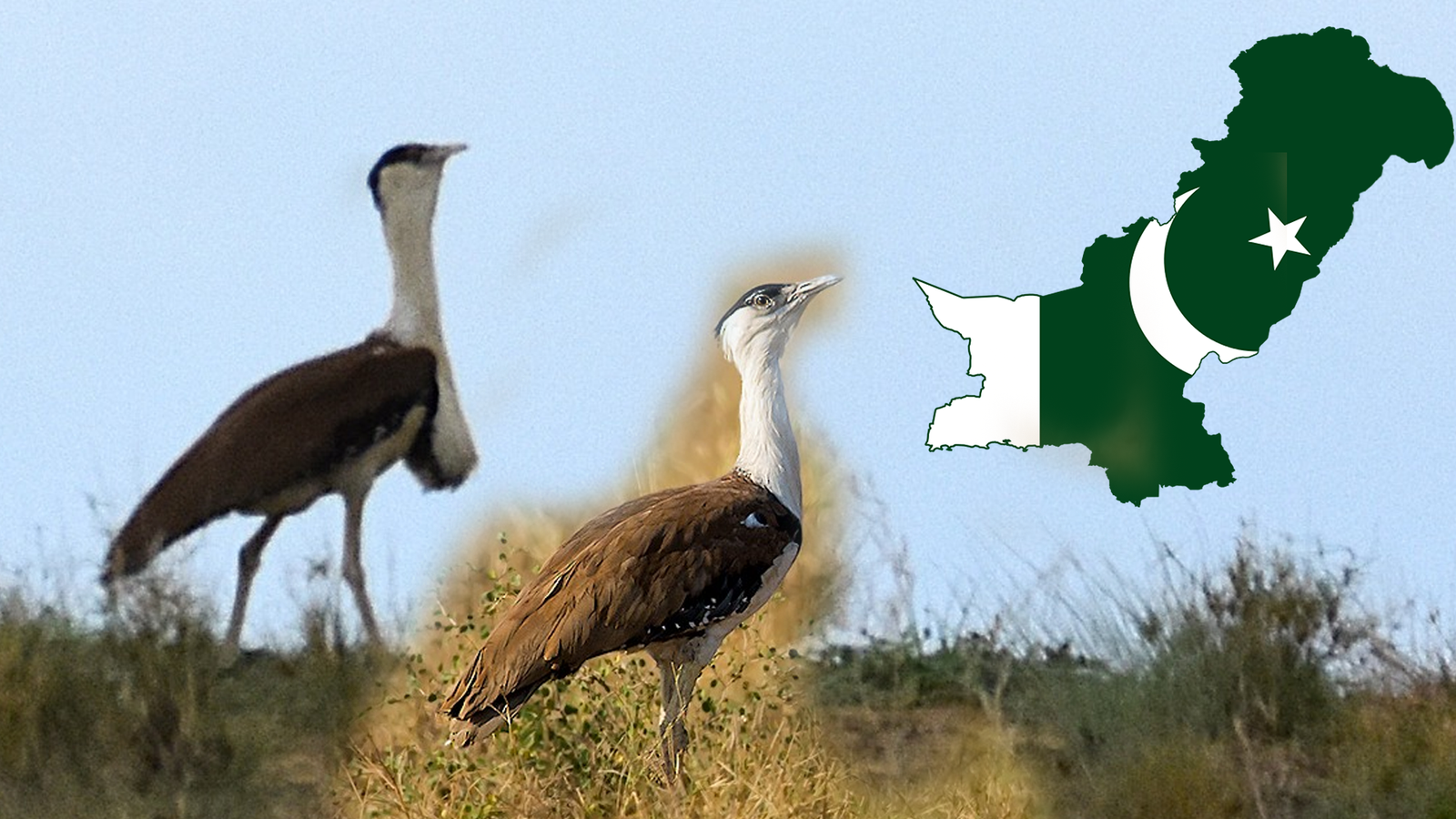 پاکستان کا خطہ چولستان نایاب پرندوں کے لیے اُمید کی کرن، خطرے سے دوچار گریٹ انڈین بسٹرڈ کی دریافت نے دُنیا کر چونکا دیا