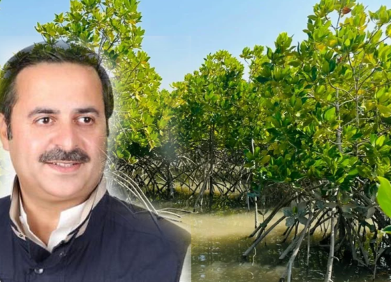 مینگروو