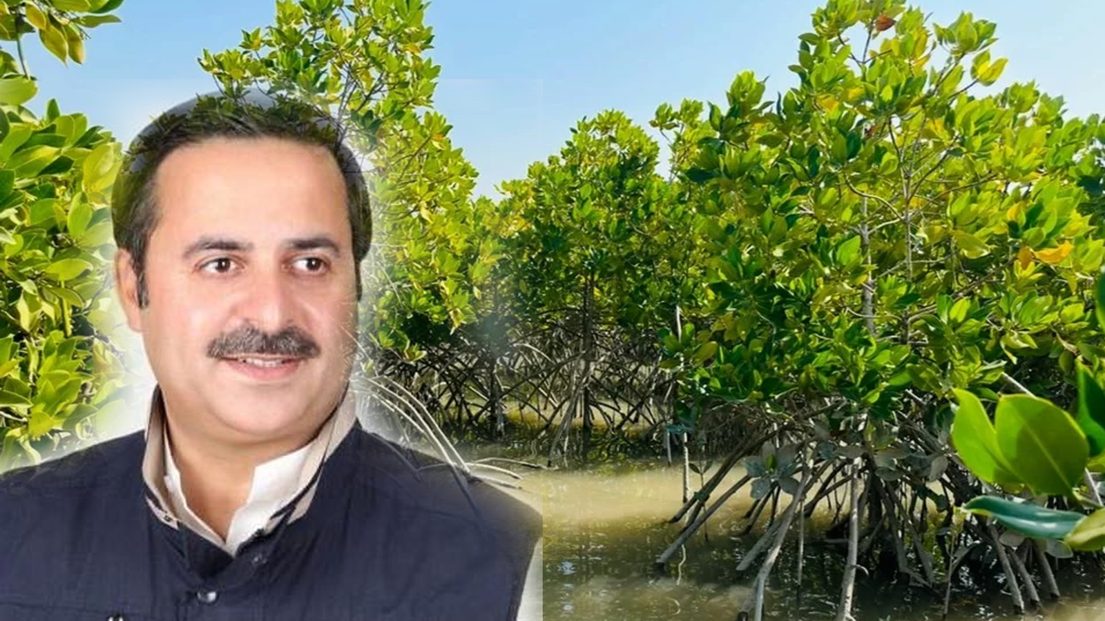 پاکستان کے مینگروو جنگلات میں سالانہ 20 سے 50 ملین ڈالر کی آمدنی کا امکان
