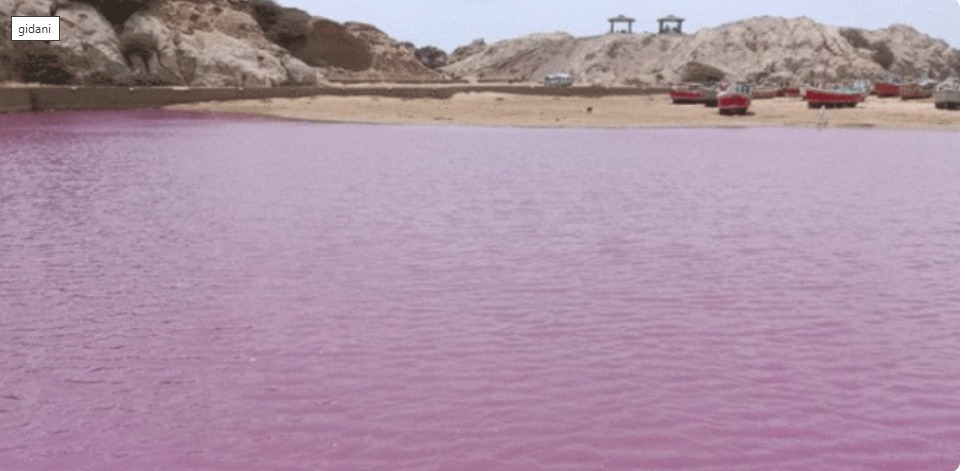 گڈانی کے سمندر کا پانی اچانک گلابی ہونے کی اصل حقیقت سامنے آگئی