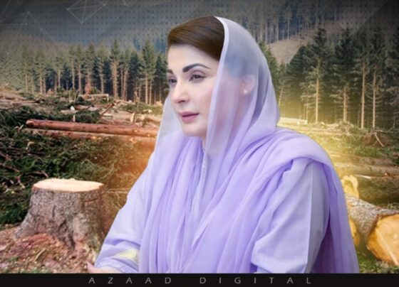 جنگلات کی کٹائی اور لکڑی کی نیلامی پر مکمل پابندی، وزیراعلیٰ پنجاب کا اہم فیصلہ