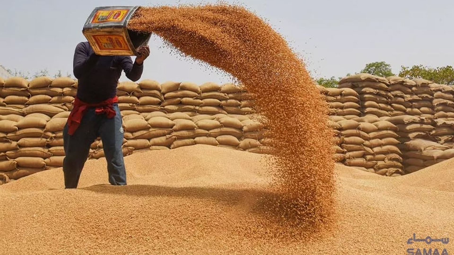 ذخیرہ اندوزوں کے خلاف کریک ڈاؤن،گندم کی فی من قیمت میں بڑی کمی