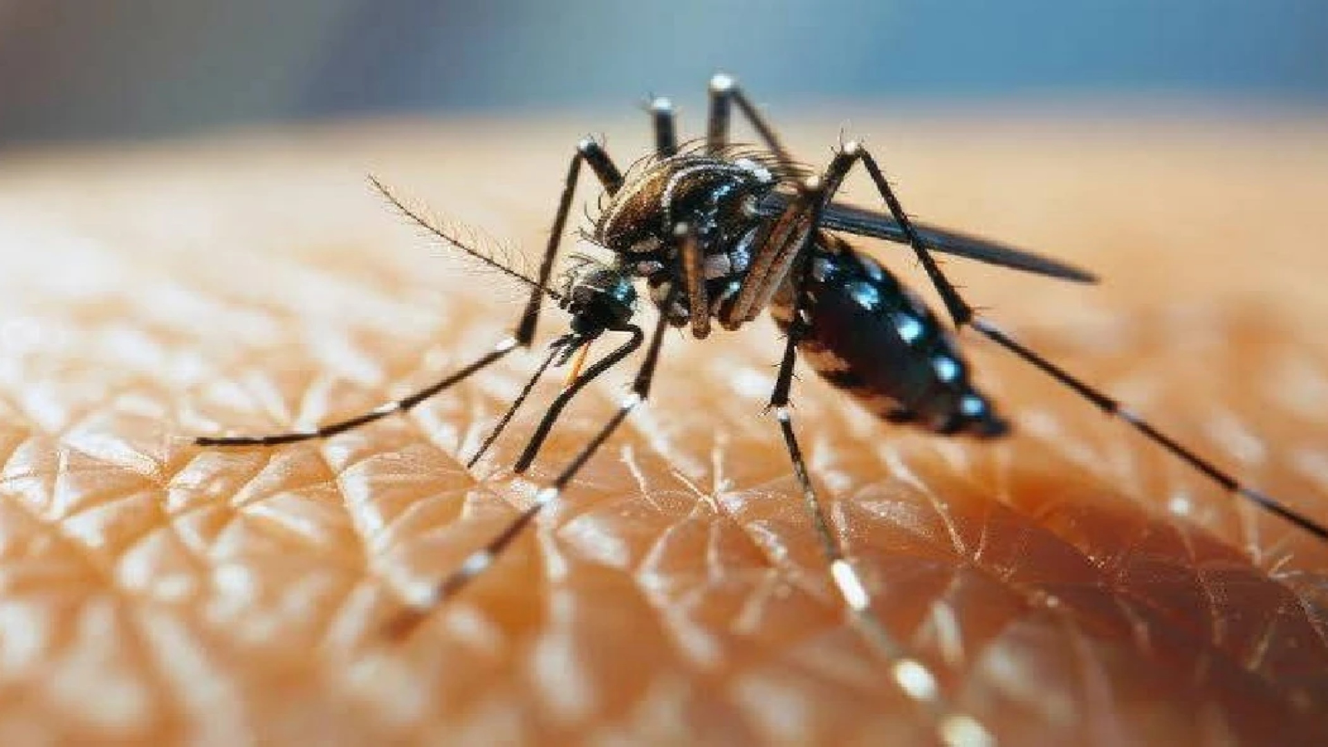 ملک کے مختلف شہروں میں ڈینگی پھیلنے کا خطرہ، محکمہ موسمیات کا الرٹ جاری