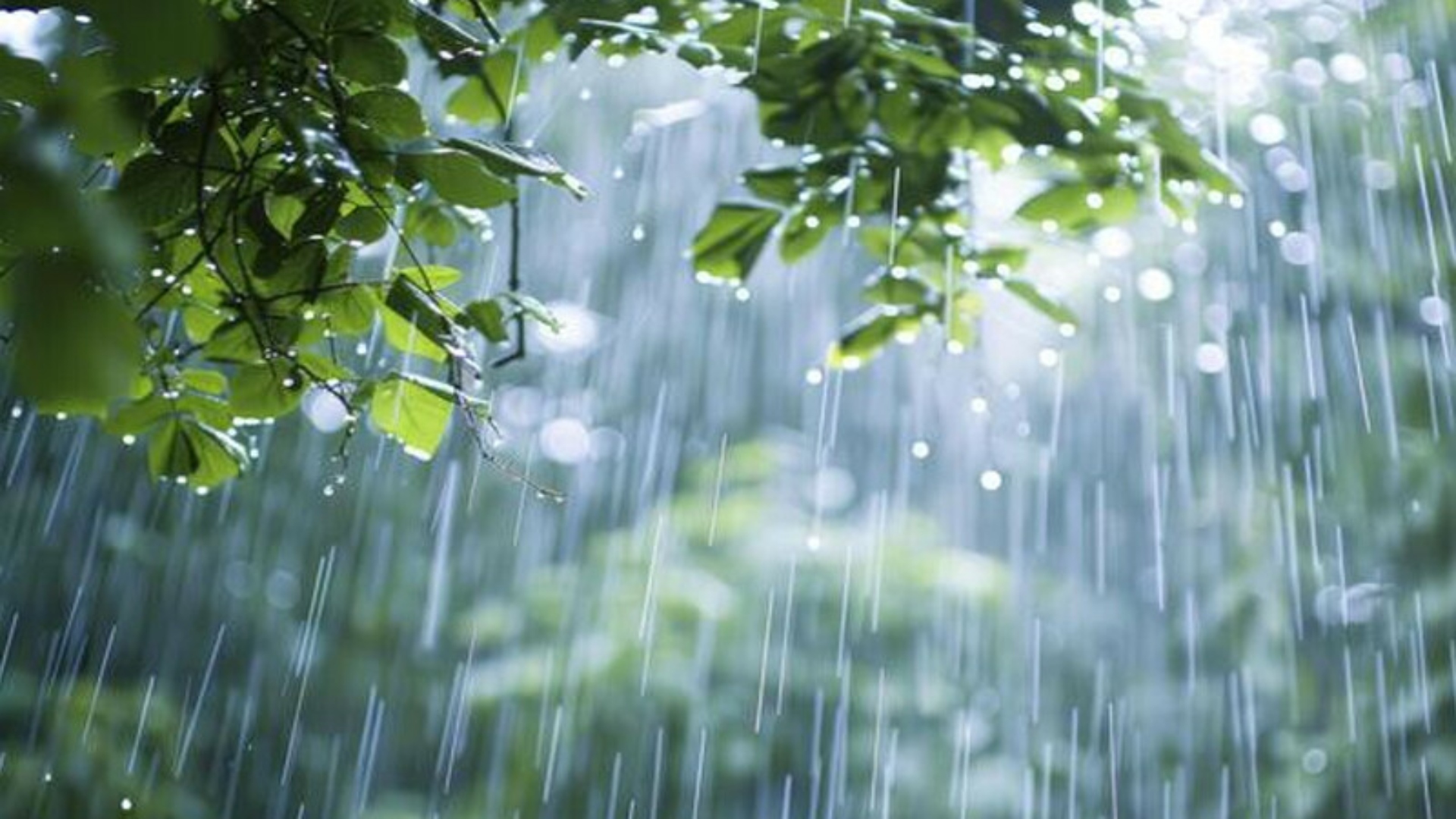 آج سے پنجاب کے بیشتر علاقوں میں مون سون بارشوں کی پیشگوئی