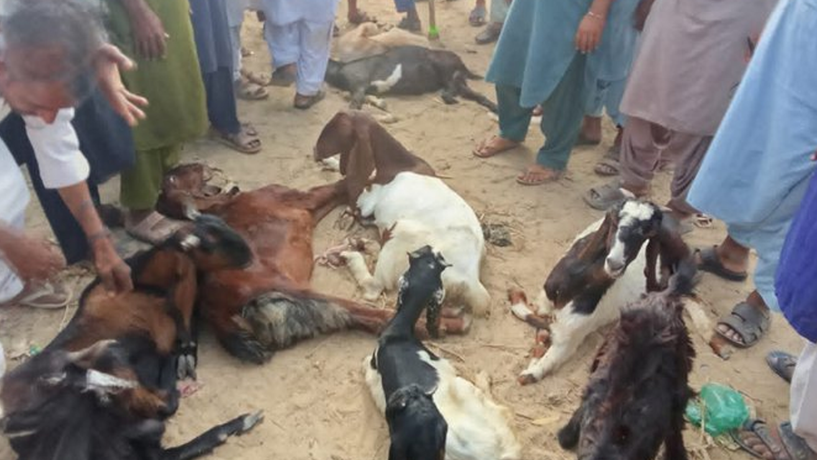 بھارتی فورسز کی سفاکیت، پاکستان سے زیرولائن عبور کرنے والی 8 بکریاں ہلاک، 54 کی ٹانگیں کاٹ دیں