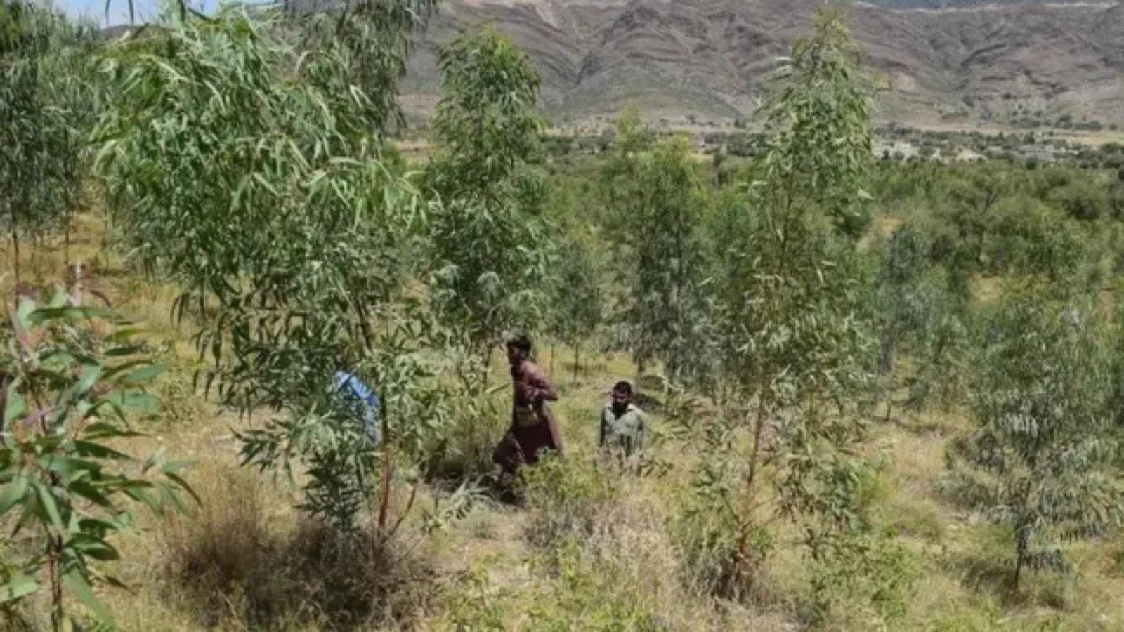 خیبرپختونخوا: محکمہ جنگلات میں اندھیر نگری چوپٹ راج، بیشتر غیر قانونی ہوٹلز کو این او سی جاری