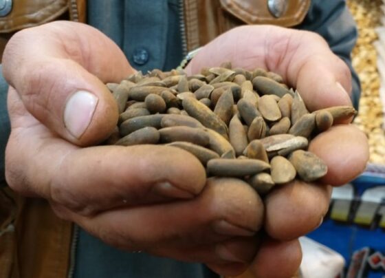 چلغوزہ عام آدمی کی پہنچ میں آ گیا، قیمت میں حیران کن کمی