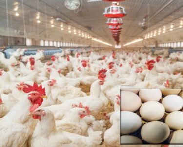 مہنگائی سے پریشان عوام کیلئے ریلیف، مرغی کےگوشت کی قیمتوں میں کمی