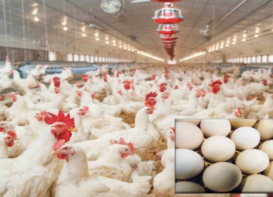 مہنگائی سے پریشان عوام کیلئے ریلیف، مرغی کےگوشت کی قیمتوں میں کمی