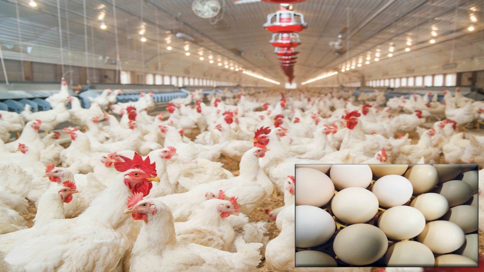 مہنگائی سے پریشان عوام کیلئے ریلیف، مرغی کےگوشت کی قیمتوں میں کمی