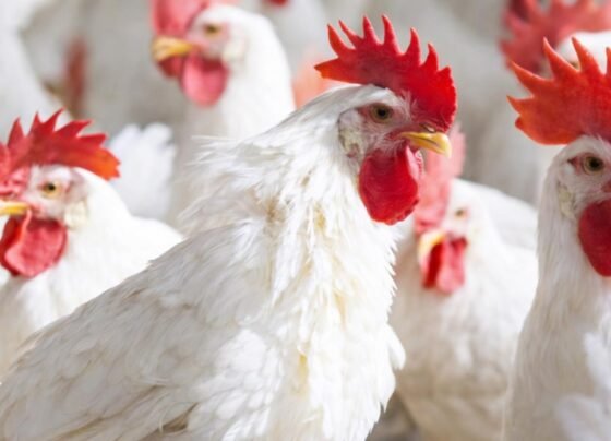 مرغی کے گوشت کی قیمتوں میں 200 روپے تک اضافہ