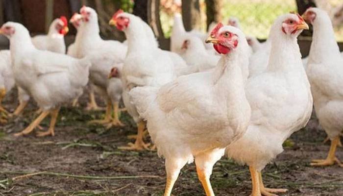 برائلر مرغی اور گوشت کی قیمت میں بڑا اضافہ،&nbsp; نئی قیمت جان کر دنگ رہ جائیں گے