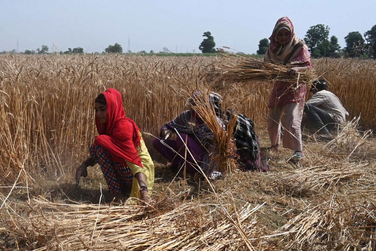 حکومت کا کسانوں  کےلئے بڑا اعلان