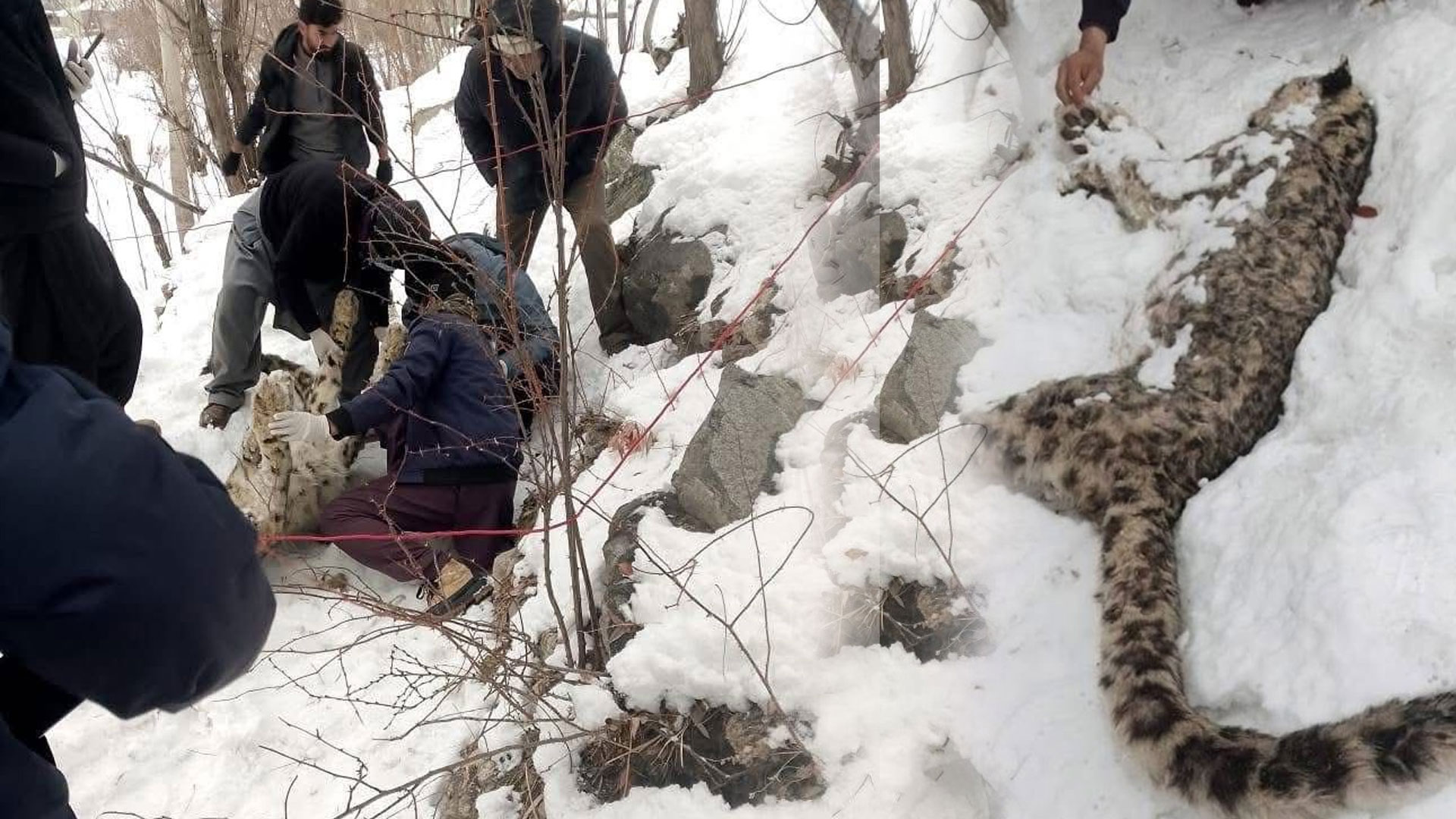 حکومت اور محکمہ وائلڈ لائف خیبرپختونخوا کی بڑی ناکامی و نااہلی، دنیا میں نایاب برفانی چیتا دیر کی پہاڑیوں میں ہلاک