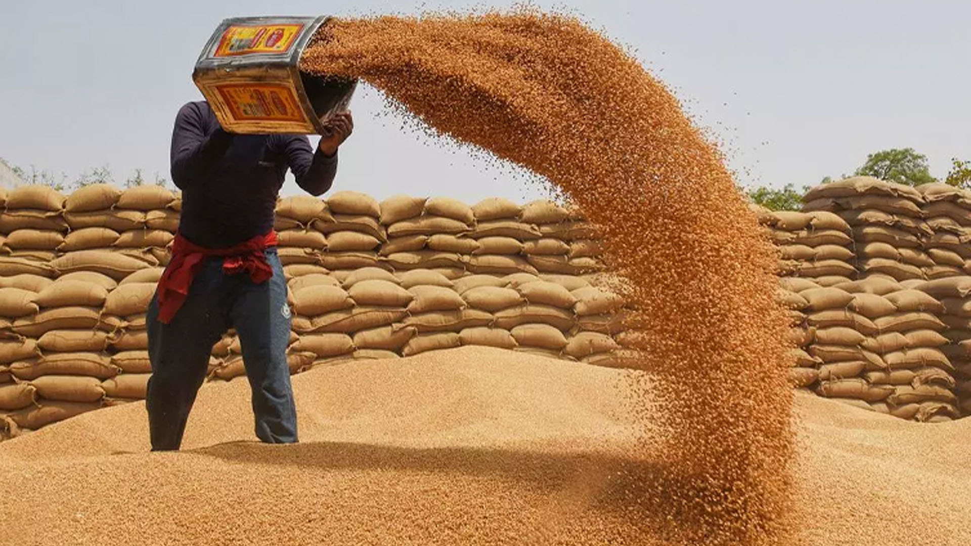 گندم کی قیمت میں بڑا اضافہ