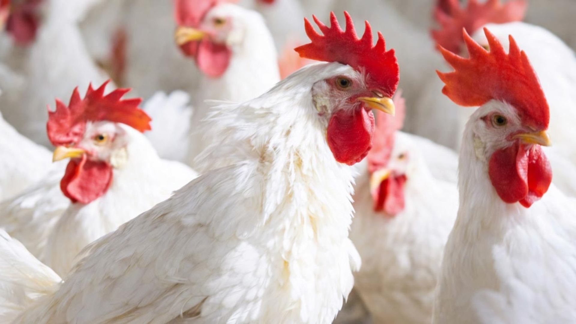 مہنگائی کے ستائے عوام کیلئے بری خبر ، چکن کی قیمتوں میں بڑا اضافہ