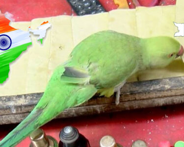 پاکستان اور بھارت کے میچ کا طوطے نے فال نکال لیا