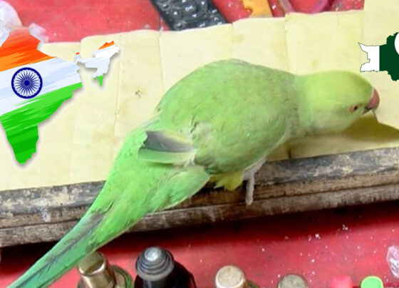 پاکستان اور بھارت کے میچ کا طوطے نے فال نکال لیا