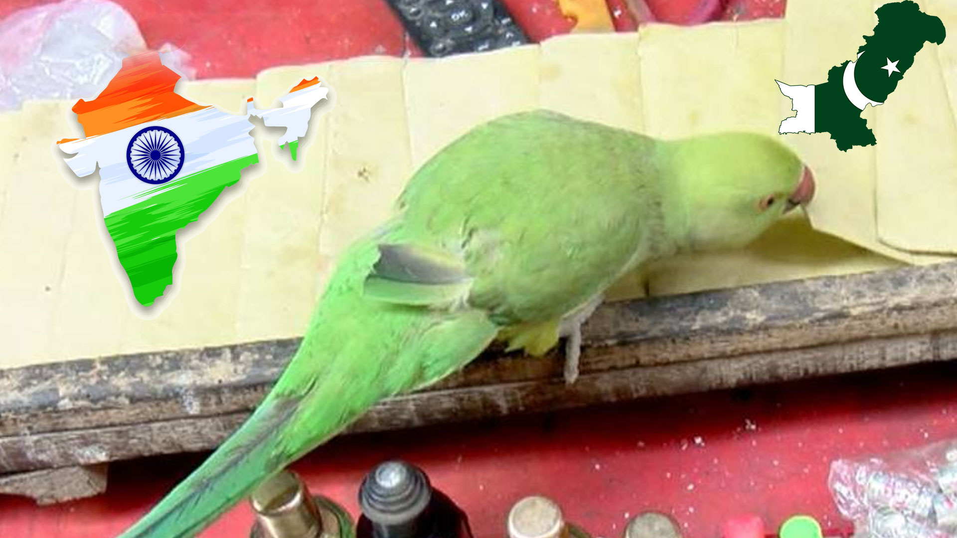 کولمبو پاک بھارت ہائی وولٹیج ٹاکرا، کون جیتے گا؟، طوطے نے پیشگوئی کردی