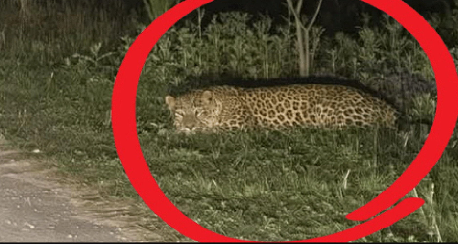 اسلام آباد کی انٹر نیشنل اسلامک یونیورسٹی کی حدود میں ایک بار پھر تیندوا دیکھے جانے کی اطلاع