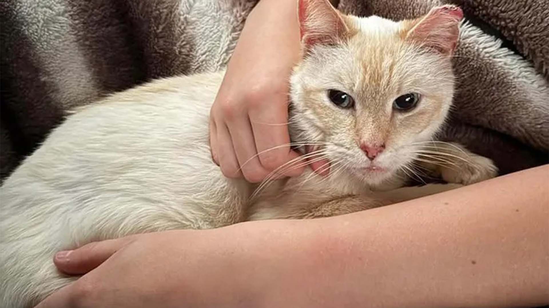 گمشدہ بلی کی سات سال بعد گھر واپسی کا حیران کن راز