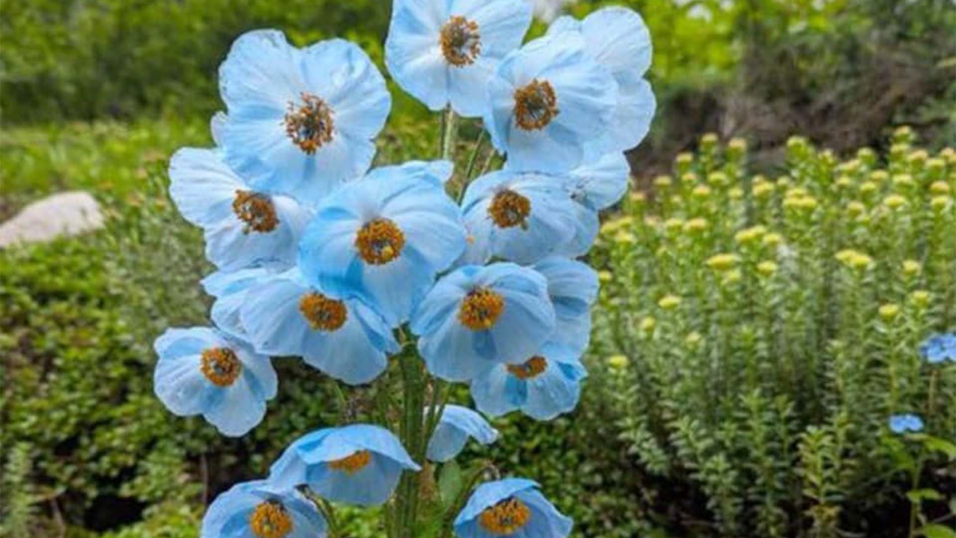 صرف ایک بار کھلنے والا ہمالیہ کا نایاب نیلا پھول خطرے میں