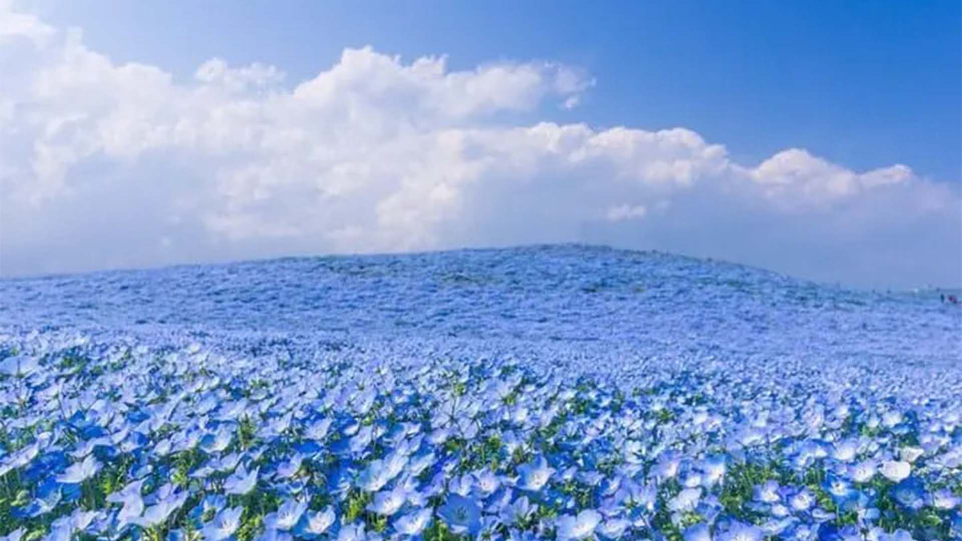 جاپان کے نیلے پھولوں کا سمندر، ہٹاچی سی سائڈ پارک میں قدرت کا دلکش منظر