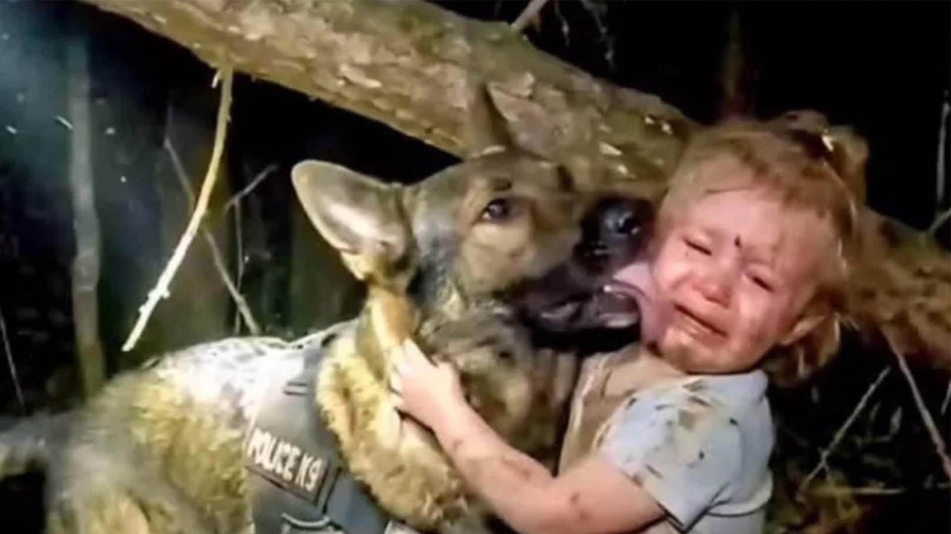 نرم مزاج جرمن شیفرڈز، ایک نے بچی کو بچایا، دوسرے نے سرکاری اعزاز پایا